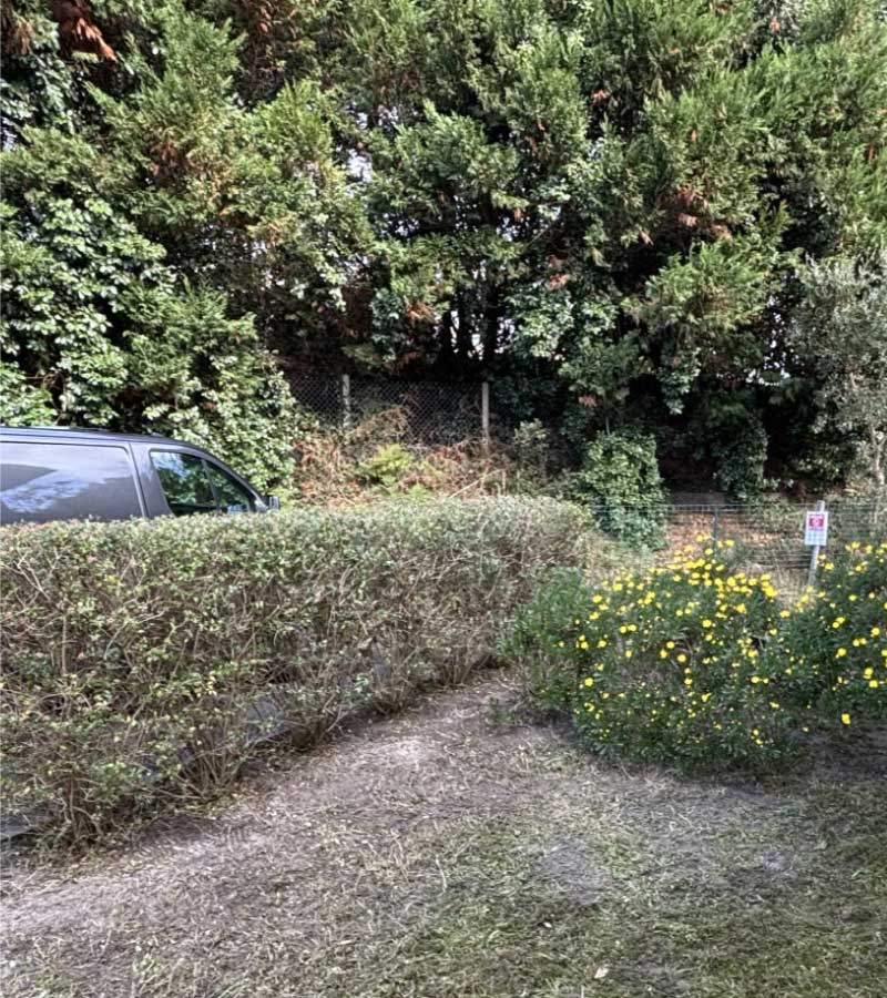 Taille de haie Eleagnus à Capbreton
