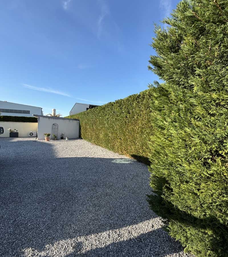 Taille de haie Cyprès Leylandii à Saint-Vincent-de-Tyrosse