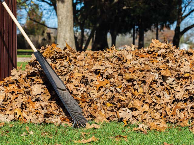 Ramassage des feuilles